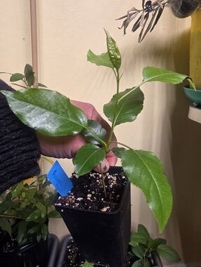 Asian Pear Tree Seedling Live Plant, Well Rooted ~4 Inch Tall